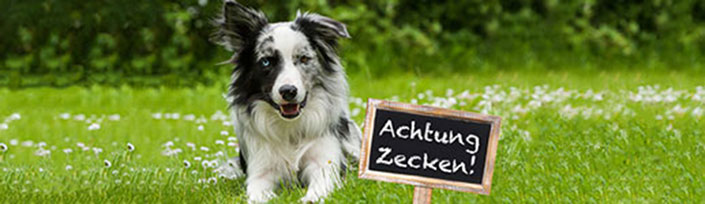 Zecken und andere Parasiten